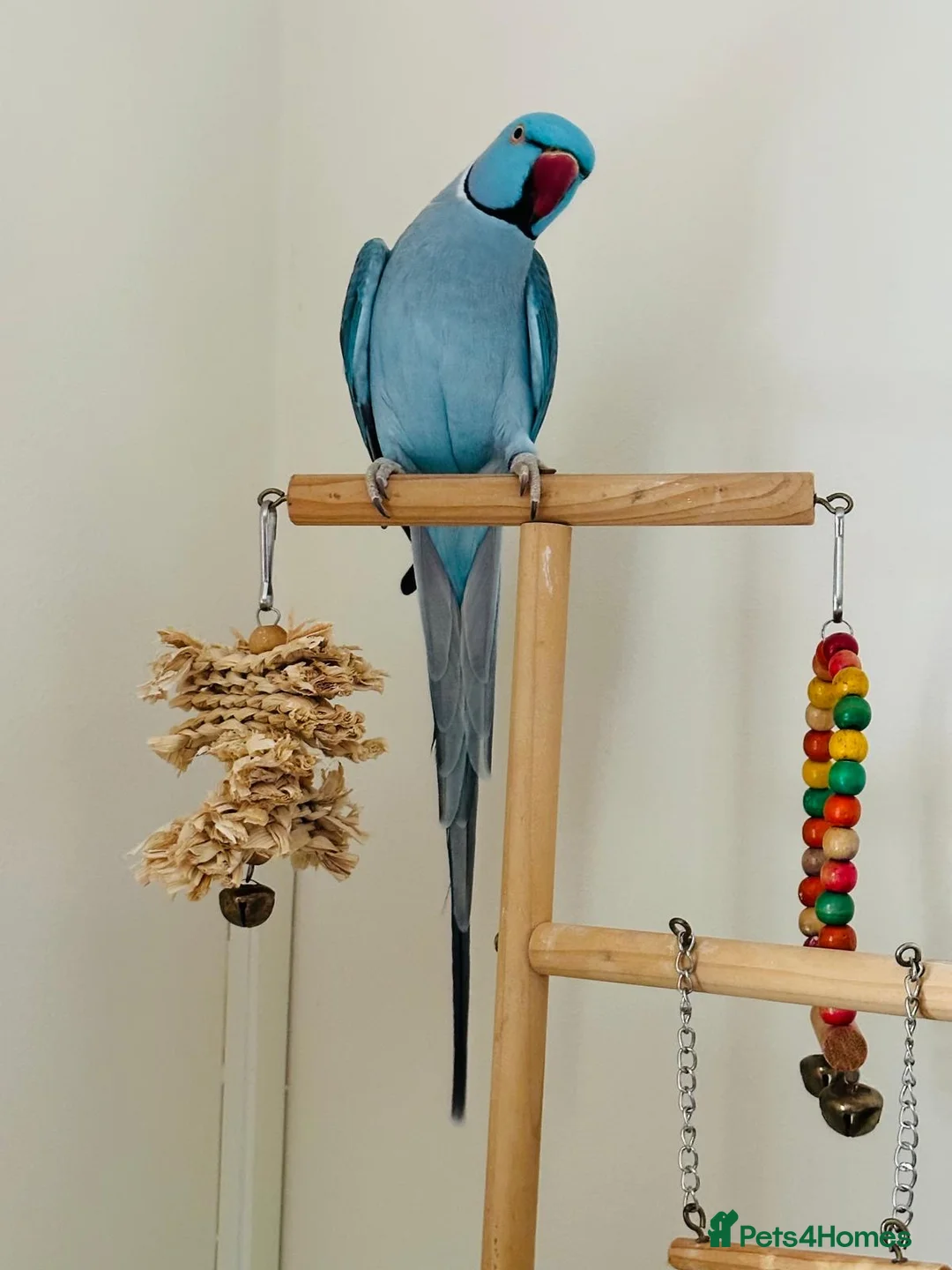 Ringnecks birds for sale: Indian Ringneck in Edinburgh - Advert 1