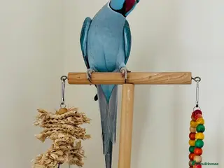 Ringnecks birds Indian Ringneck - Advert 15