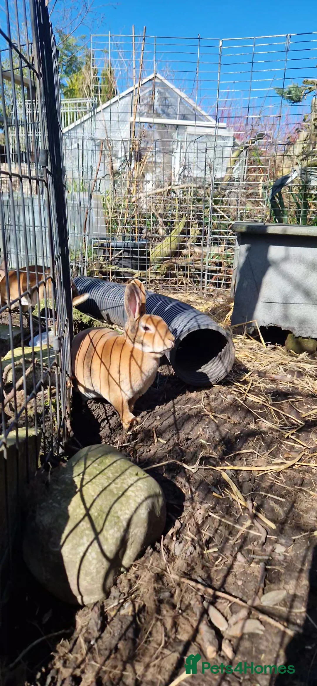 Rex rabbits for sale: Friendly Pair of Purebred Mini Rex Girls Available - Advert 22