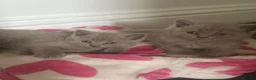 Mixed Breed cats for sale: British /snowshoe healthy kittens  in Carshalton - Advert 17
