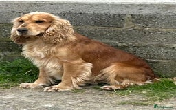 Cocker Spaniel dogs for sale: Adorable Kc reg Cocker pups - Image 23
