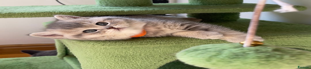 British Shorthair Kitten 3- Orange Collar