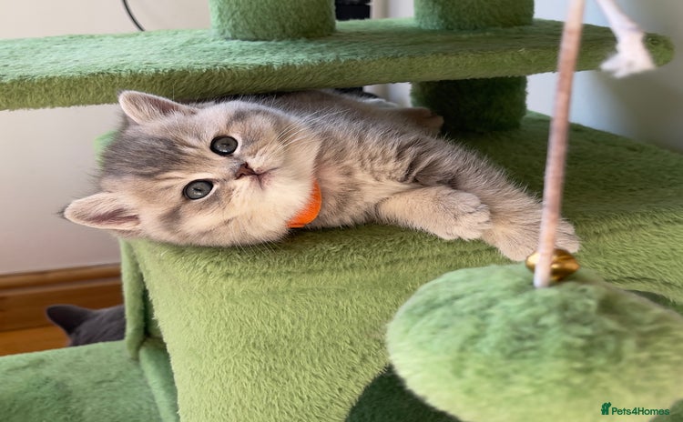 British Shorthair cats - Advert 14