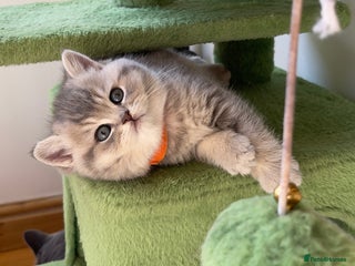 British Shorthair cats - Advert 4