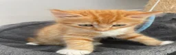 Mixed Breed cats for sale: Beautiful male half-Ragdoll kitten - Advert 10