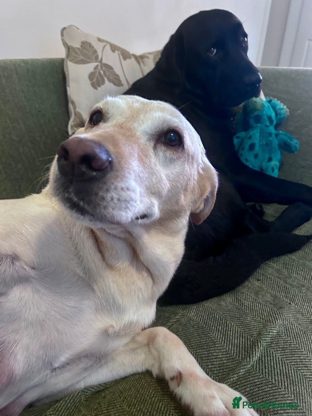 Labrador Retriever dogs for sale: Beautiful KC Reg Lab Pups - Advert 20