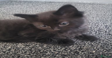 Maine Coon cats - Advert 15
