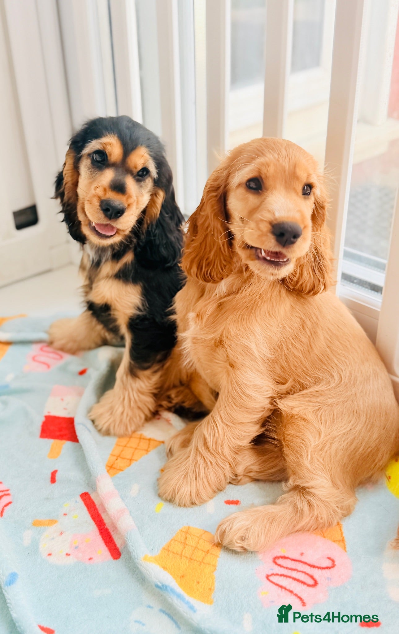 Cocker Spaniel dogs Champion Bloodline KC Show Cocker Spaniel Puppies  - Advert 1