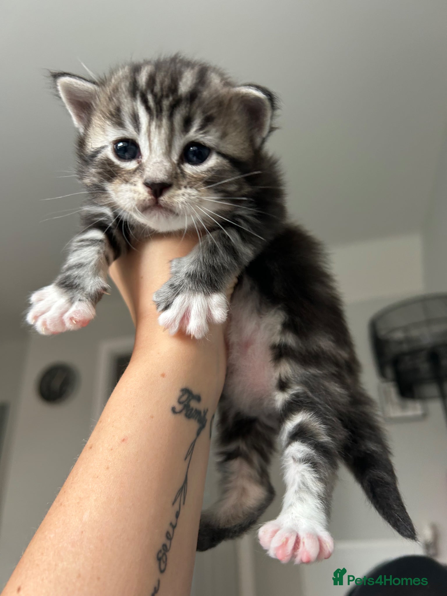 Mixed Breed cats Male black and white kitten for sale  - Advert 22