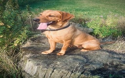 Labrador Retriever dogs for sale: Beautiful kc reg red labs. WORKING LINES - Image 15