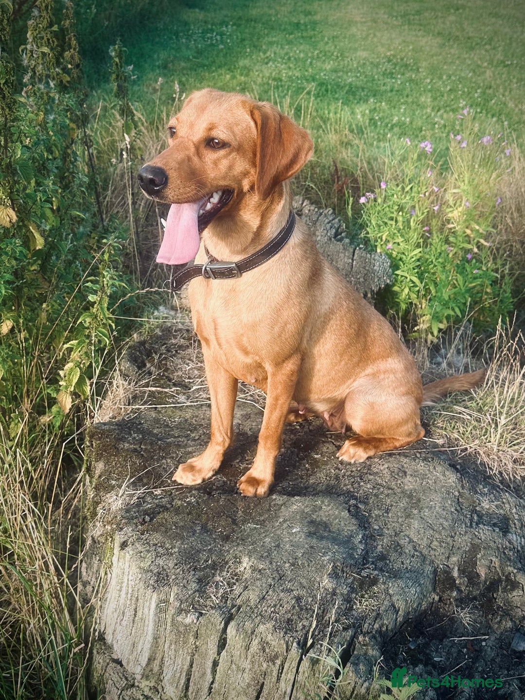 Labrador Retriever dogs for sale: Beautiful kc reg red labs. WORKING LINES - Image 15