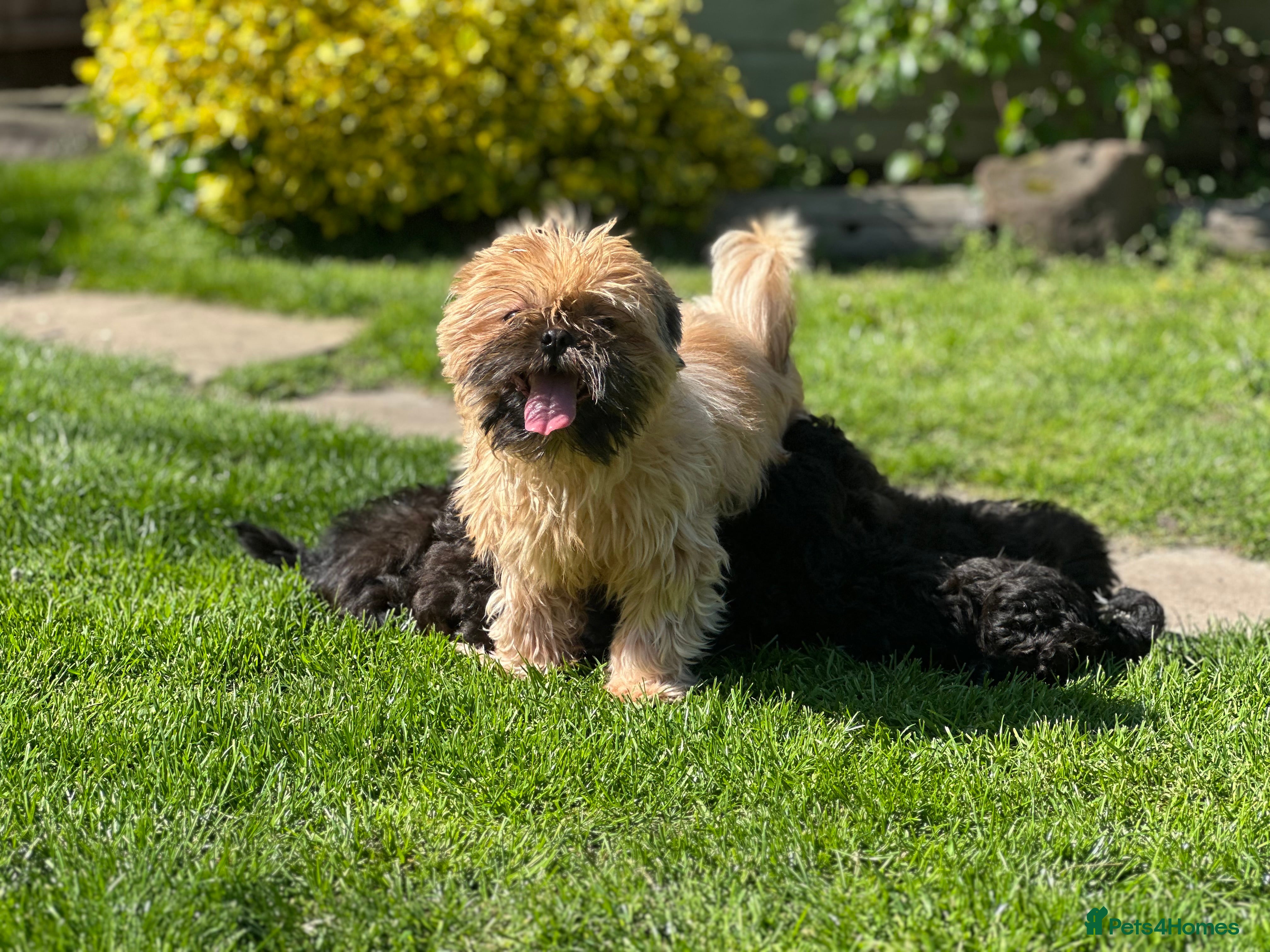 Shihpoo dogs Stunning shihpoo pups ready now  - Advert 2