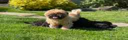 Shihpoo dogs for sale: Stunning shihpoo pups ready now  - Advert 2