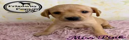 Labrador Retriever dogs for sale: 🖤💛 ADORABLE LABRADOR PUPPIES 💛🖤 - Advert 24
