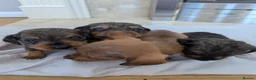 Mixed Breed dogs for sale: 3/4 dachshund 1/4 jack Russell - Advert 7