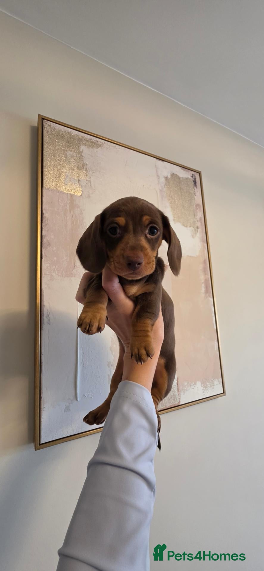 Miniature Dachshund dogs Beautiful miniature Dachaunds  - Advert 1