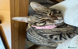 British Shorthair cats for sale: Need rehoming 2x female cats. 1 year old - Image 4