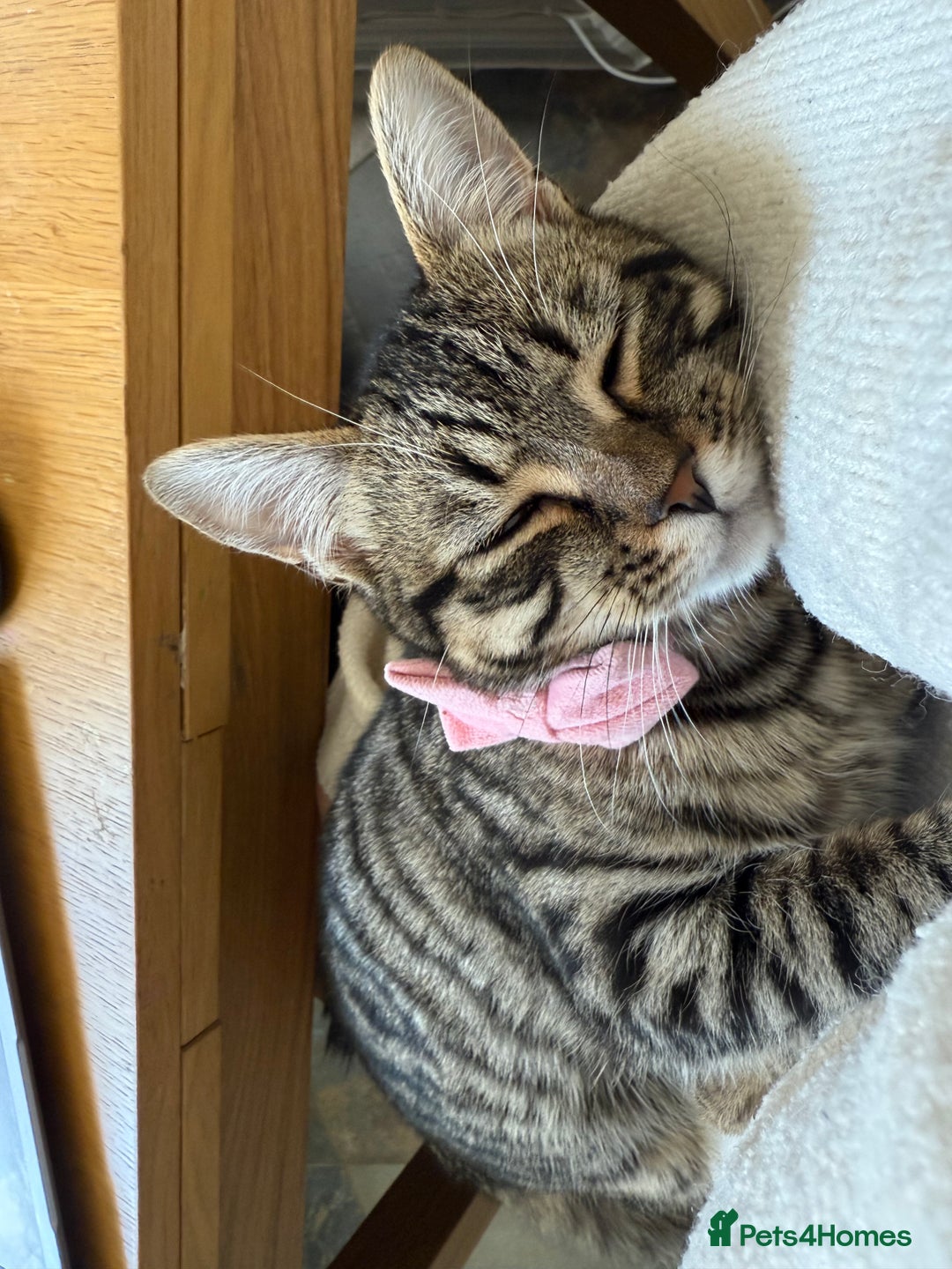 British Shorthair cats for sale: Need rehoming 2x female cats. 1 year old - Image 4