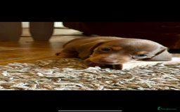 Miniature Dachshund dogs for sale: Beautiful litter of KC reg miniature dachunds  - Image 1