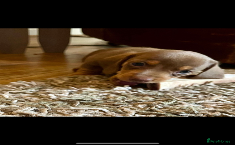 Miniature Dachshund dogs - Advert 2