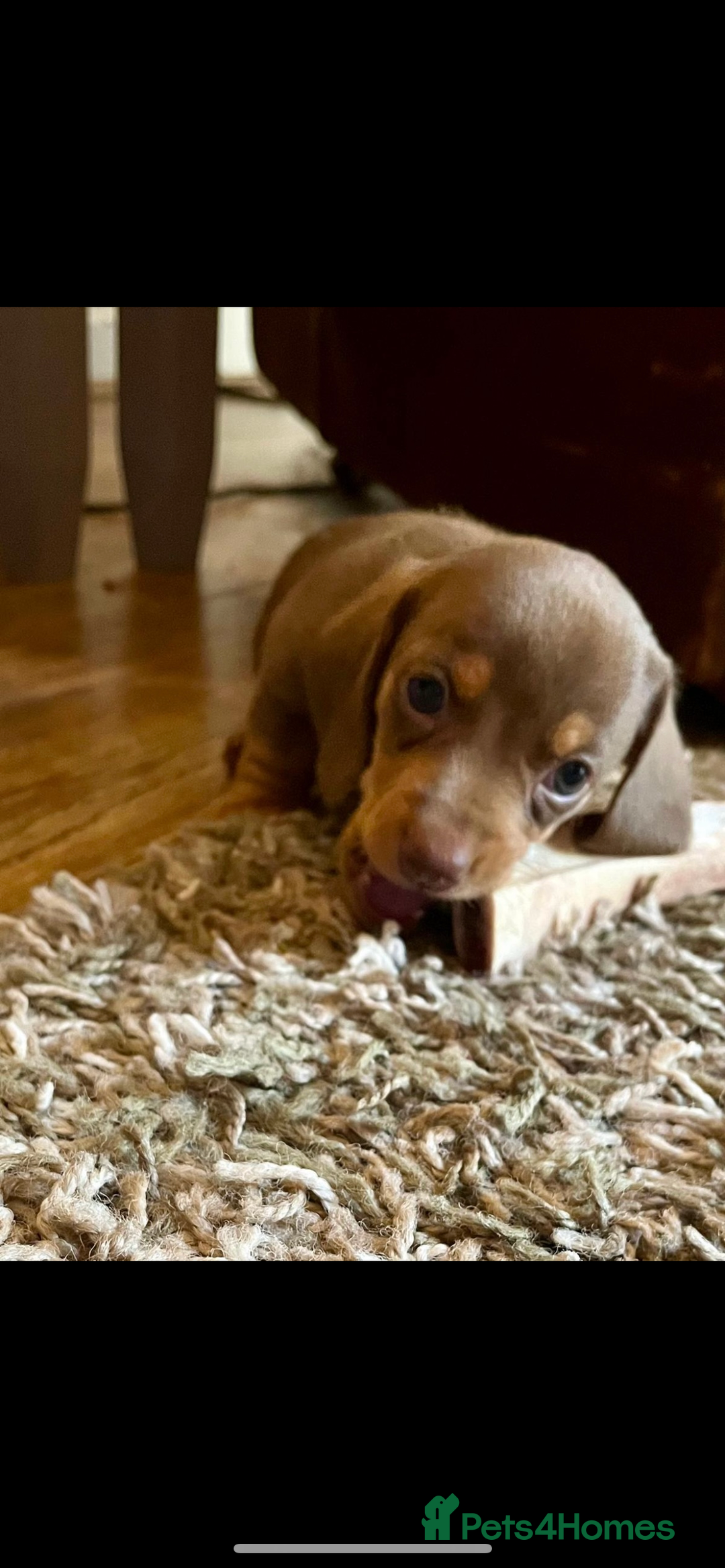 Miniature Dachshund dogs for sale: Beautiful litter of KC reg miniature dachunds  - Image 1