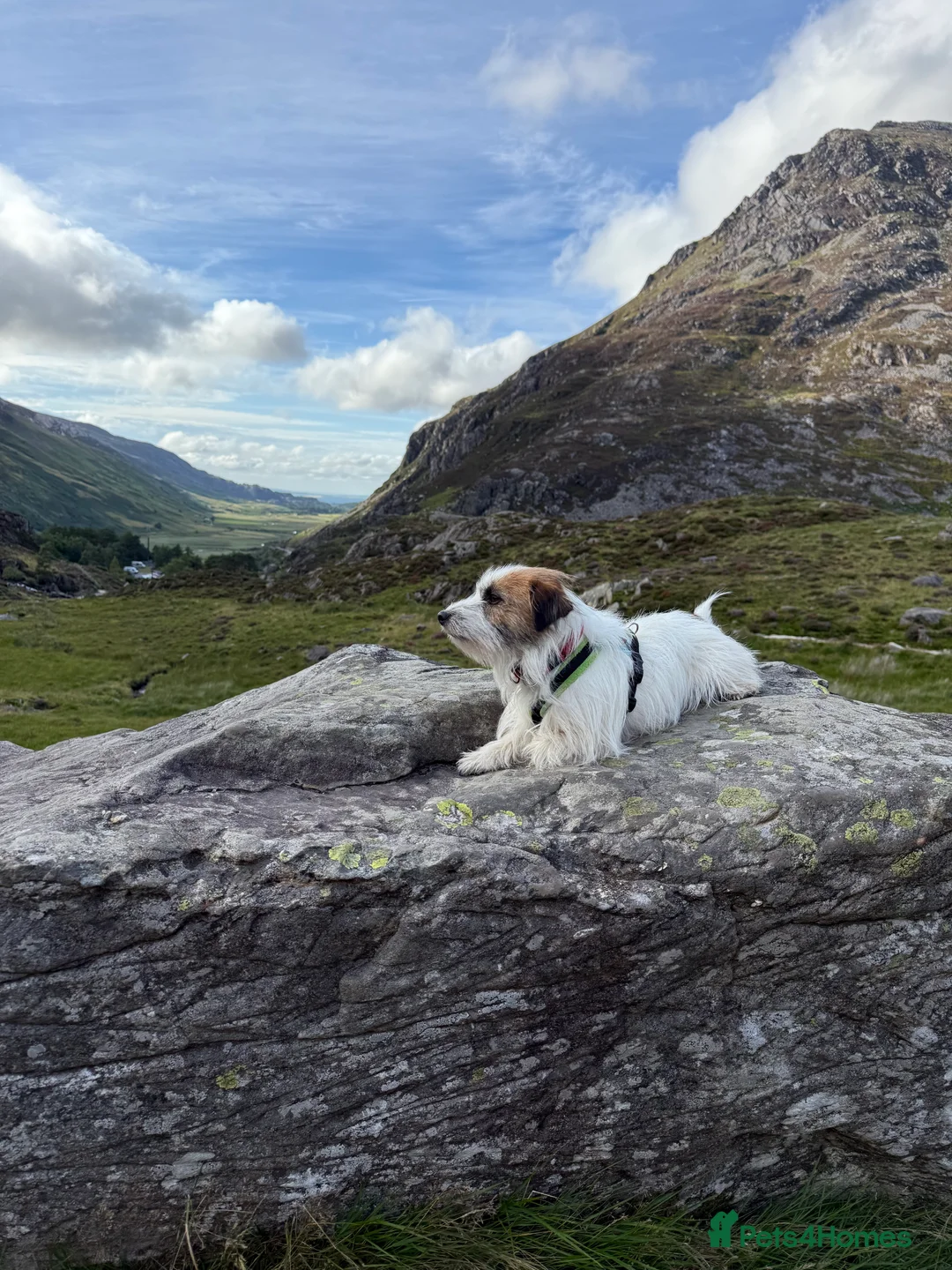 Jack Russell dogs for stud: KC Registered Jack Russell for stud  - Advert 1