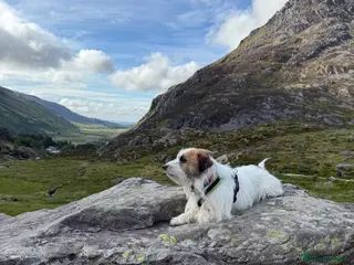 Jack Russell dogs KC Registered Jack Russell for stud - Advert 1