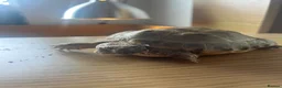 Tortoise reptiles for sale: Horsefield tortoise(s) for sale in Stirling - Advert 3