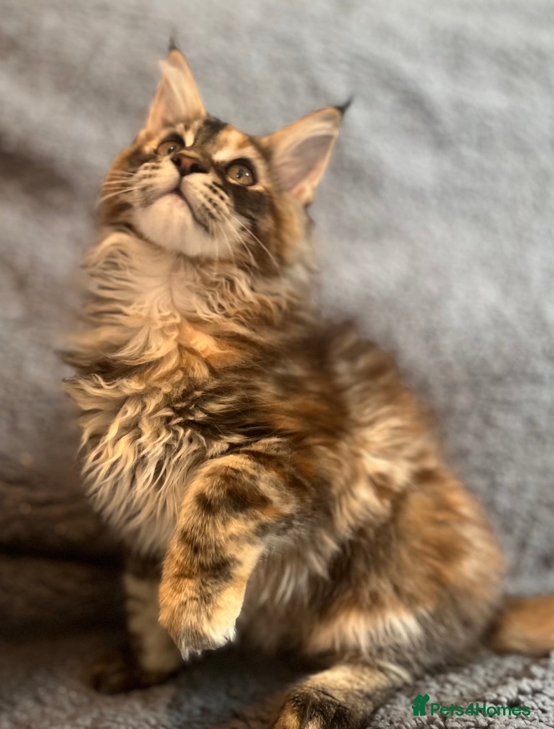 Maine Coon cats for sale: *READY* Stunning Tica Maine Coons - Image 23