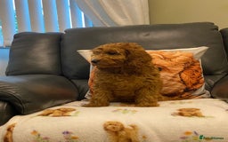 Cavapoo dogs for sale: Super cute, health tested, friendly Cavapoo pups  - Image 1