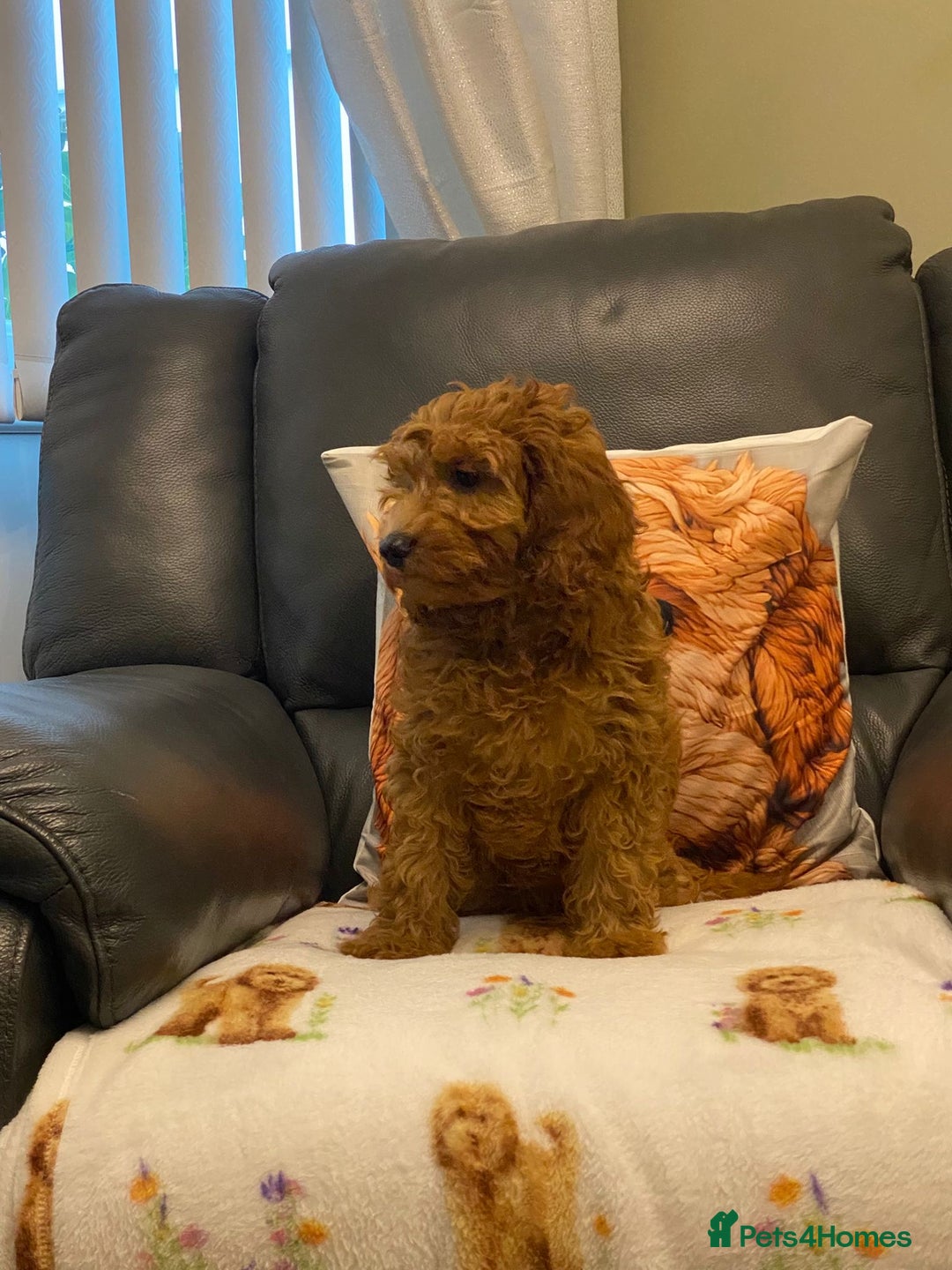 Cavapoo dogs for sale: Super cute, health tested, friendly Cavapoo pups  - Image 1