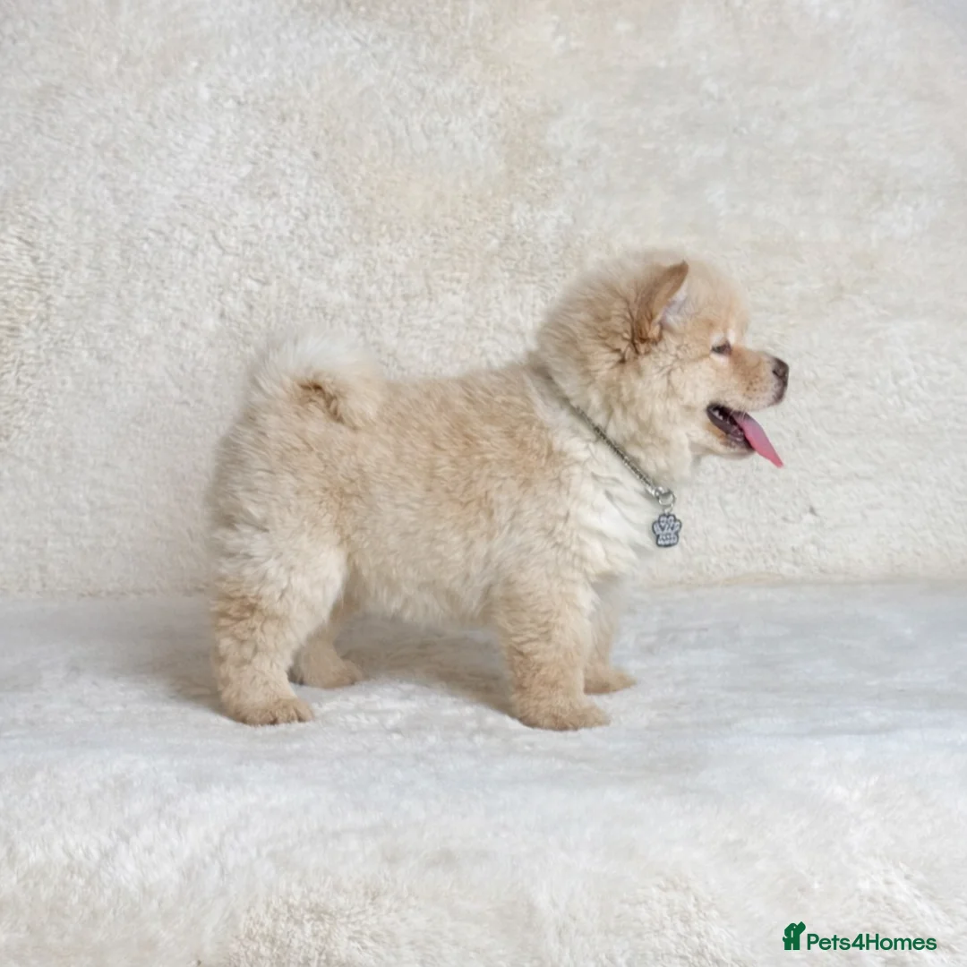 Mixed Breed dogs for sale: (Bear) lilac platinum male chowsky puppy  - Advert 4