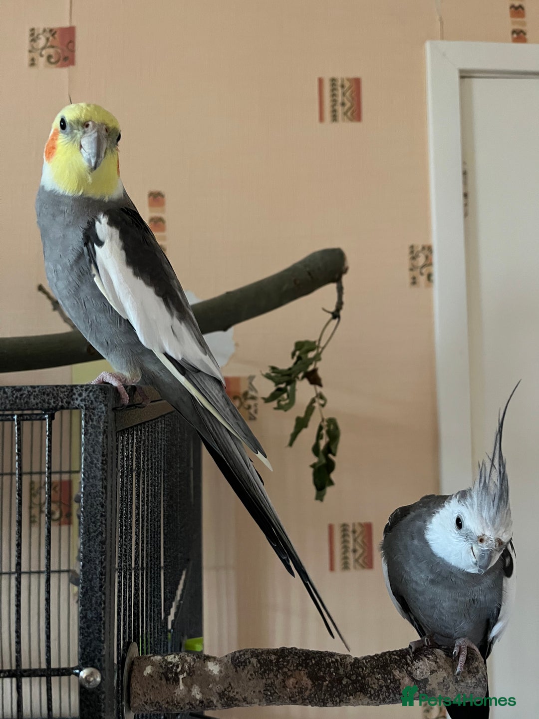 Cockatiels birds for sale: 3 Male hand reared Cockatiels  - Image 4