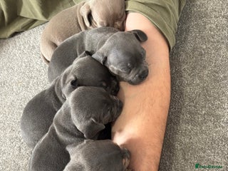 Mixed Breed dogs - Advert 21