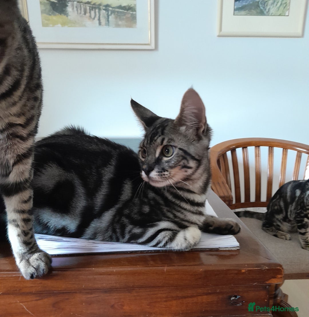 Savannah cats for sale: Full Pedigree & TICA Reg Marble Savannah Kitten - Image 2
