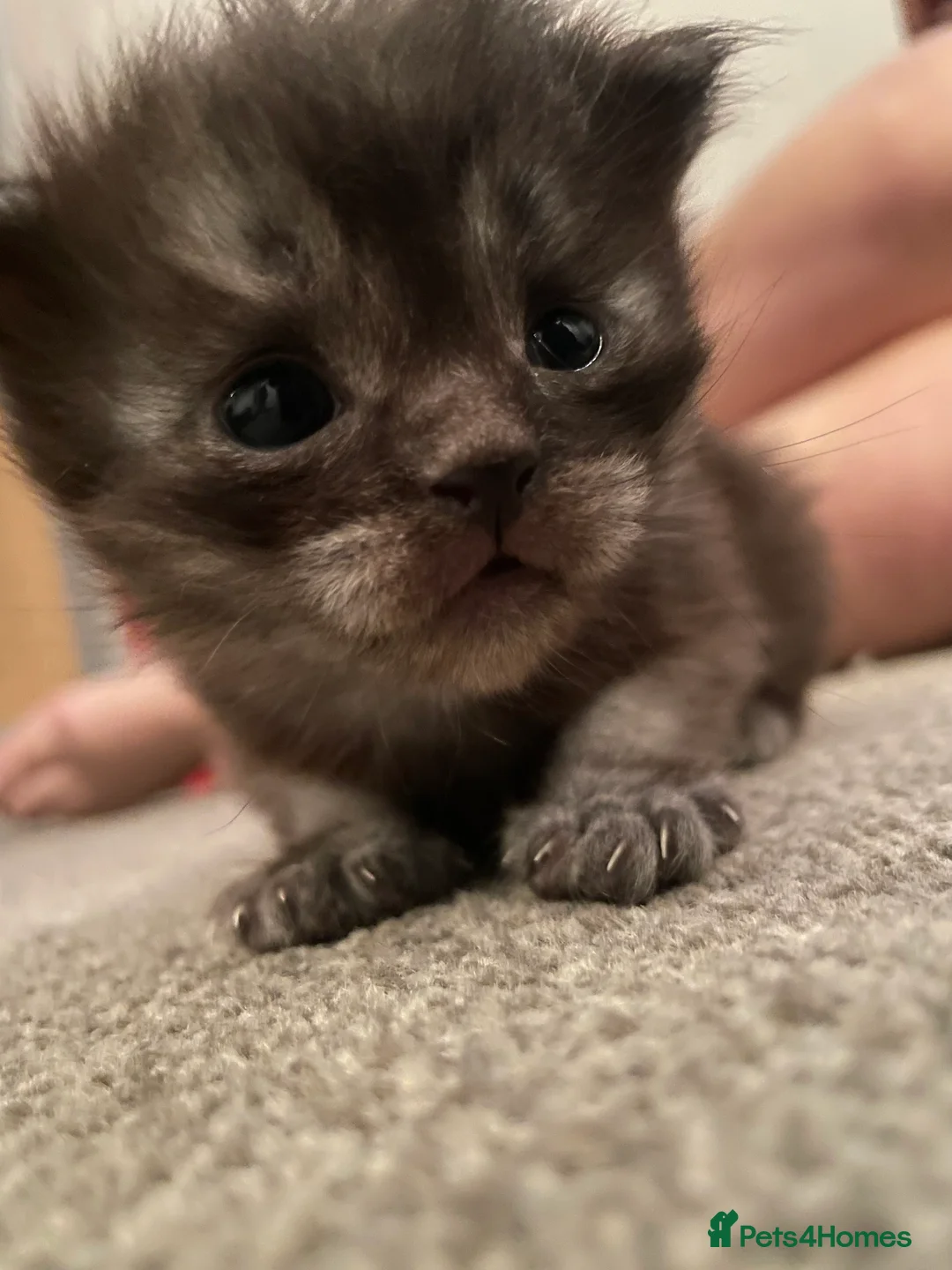 Maine Coon cats for sale:  Stunning Black Smoke 3/4 MaineCoonChampion Line - Advert 2