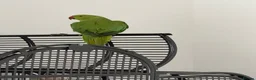 Ringnecks birds for sale: Young Indian Ringneck  - Advert 1