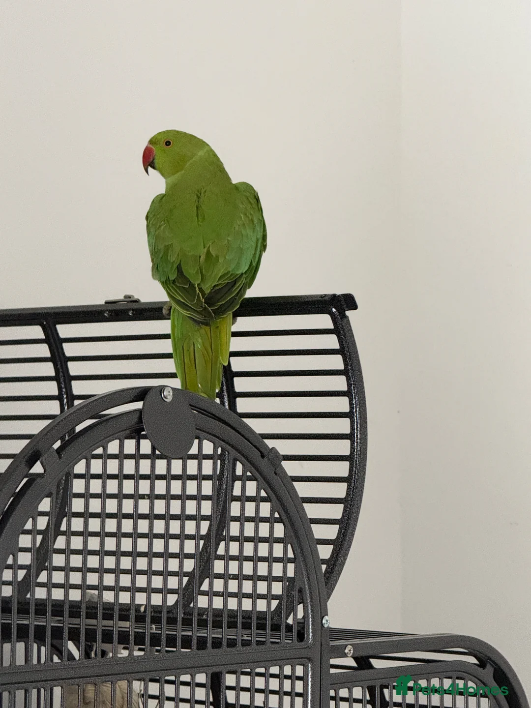 Ringnecks birds for sale: Young Indian Ringneck  - Advert 1