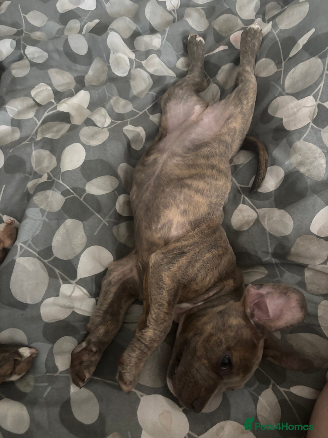 Mixed Breed dogs for sale: Mixed breed puppy - Image 6