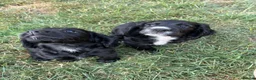 Cocker Spaniel dogs for sale: KC reg Cocker Spaniel Dog puppy  - Advert 6