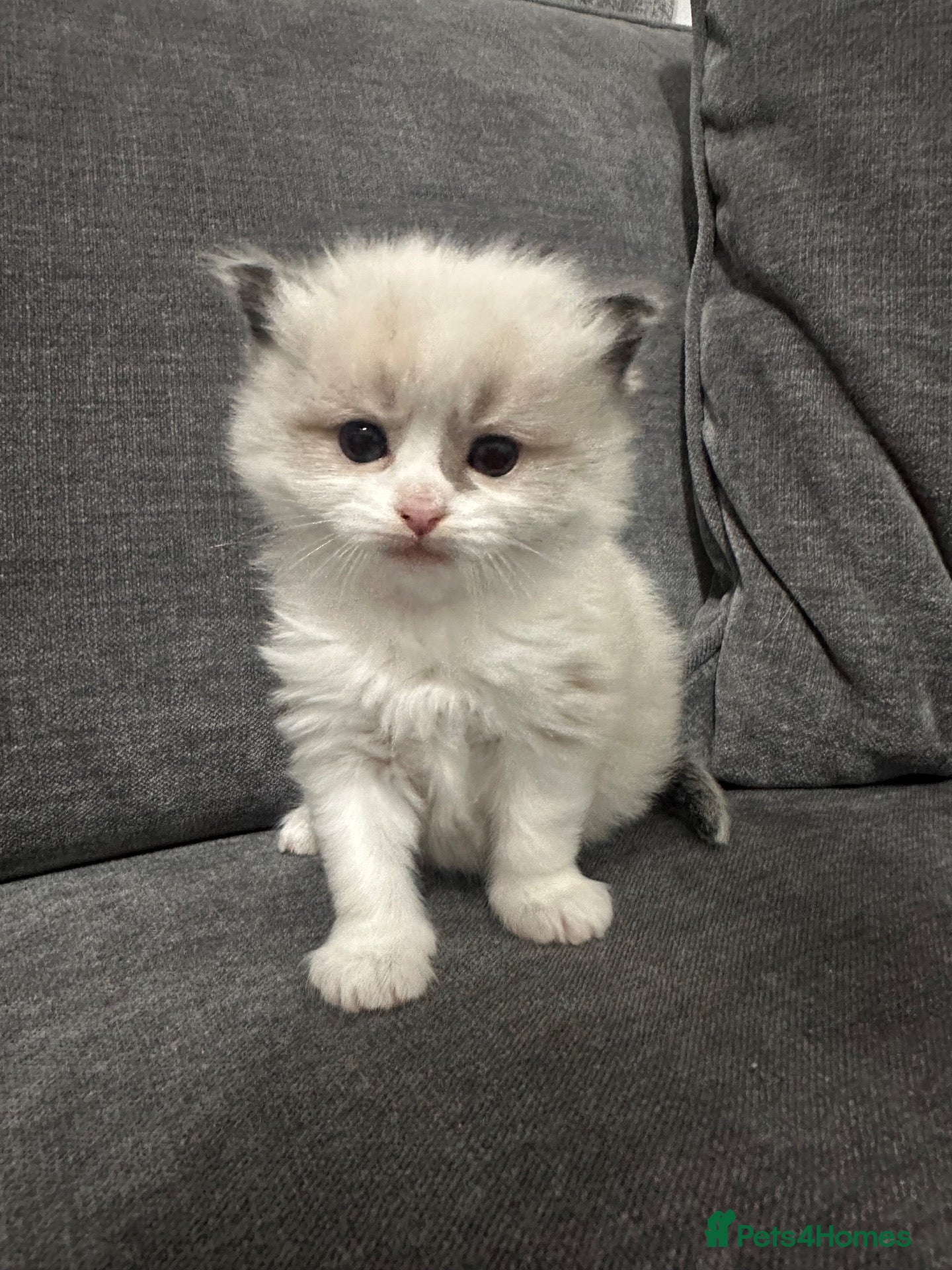 Ragdoll cats for sale: Stunning 3/4 Ragdolls Kittens - Advert 13