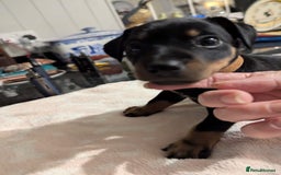 Jack Russell dogs for stud: Jack Russell Stud – Kings Lynn, Norfolk - Image 12
