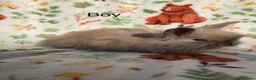 Angora rabbits for sale: Adorable angora babies - Advert 23
