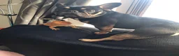 French Bulldog dogs for sale: French bulldog 6 years old - Advert 2