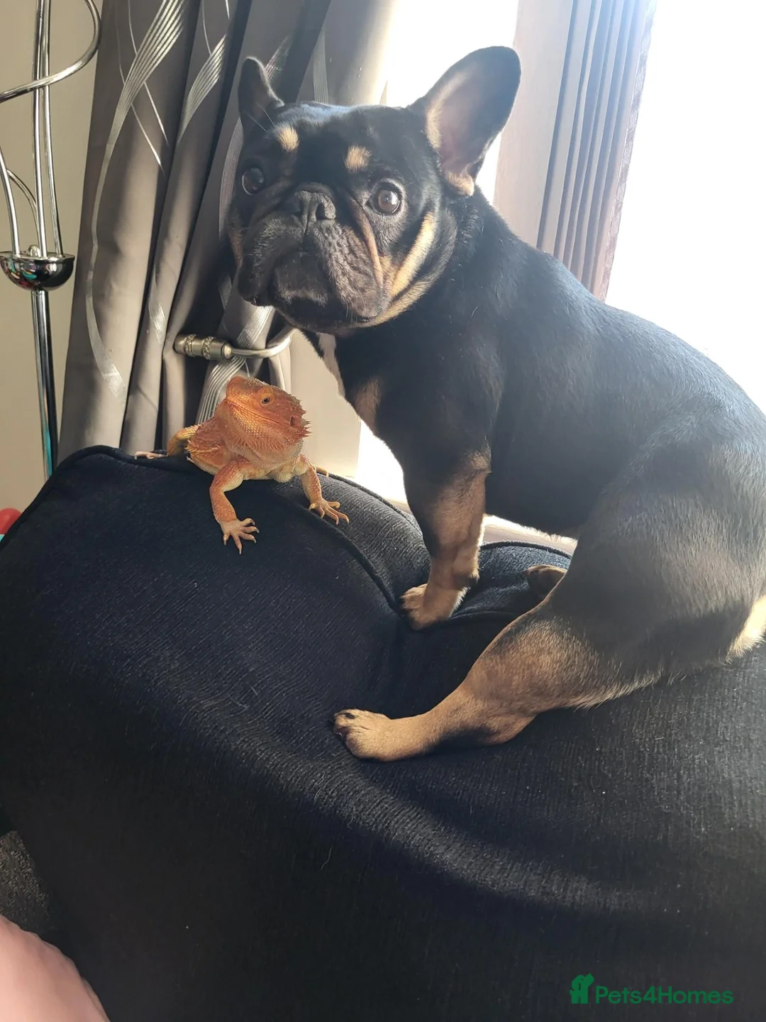 French Bulldog dogs for sale: French bulldog 6 years old - Advert 2
