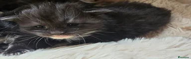 Matilda