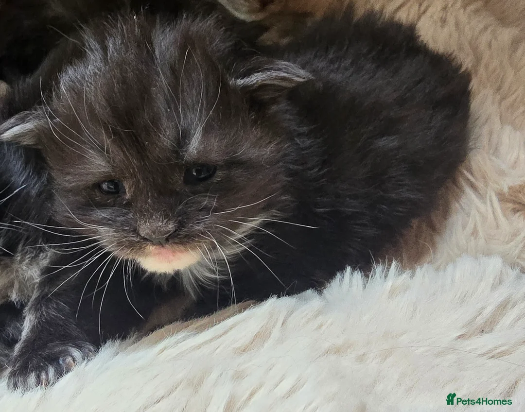 Maine Coon cats for sale: READY AUGUST- Tica Maine Coons in Sheringham - Advert 2