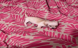 Mixed Breed dogs for sale: 2 Beautiful chihuahua boys needing a loving home  - Advert 7