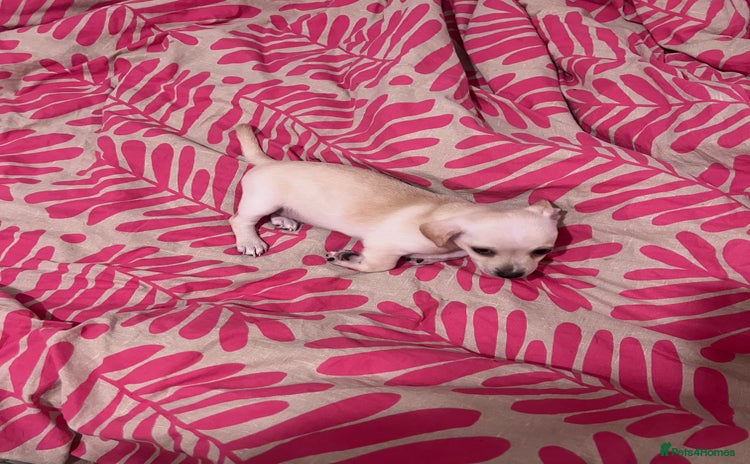 Mixed Breed dogs 2 Beautiful chihuahua boys needing a loving home  - Advert 10