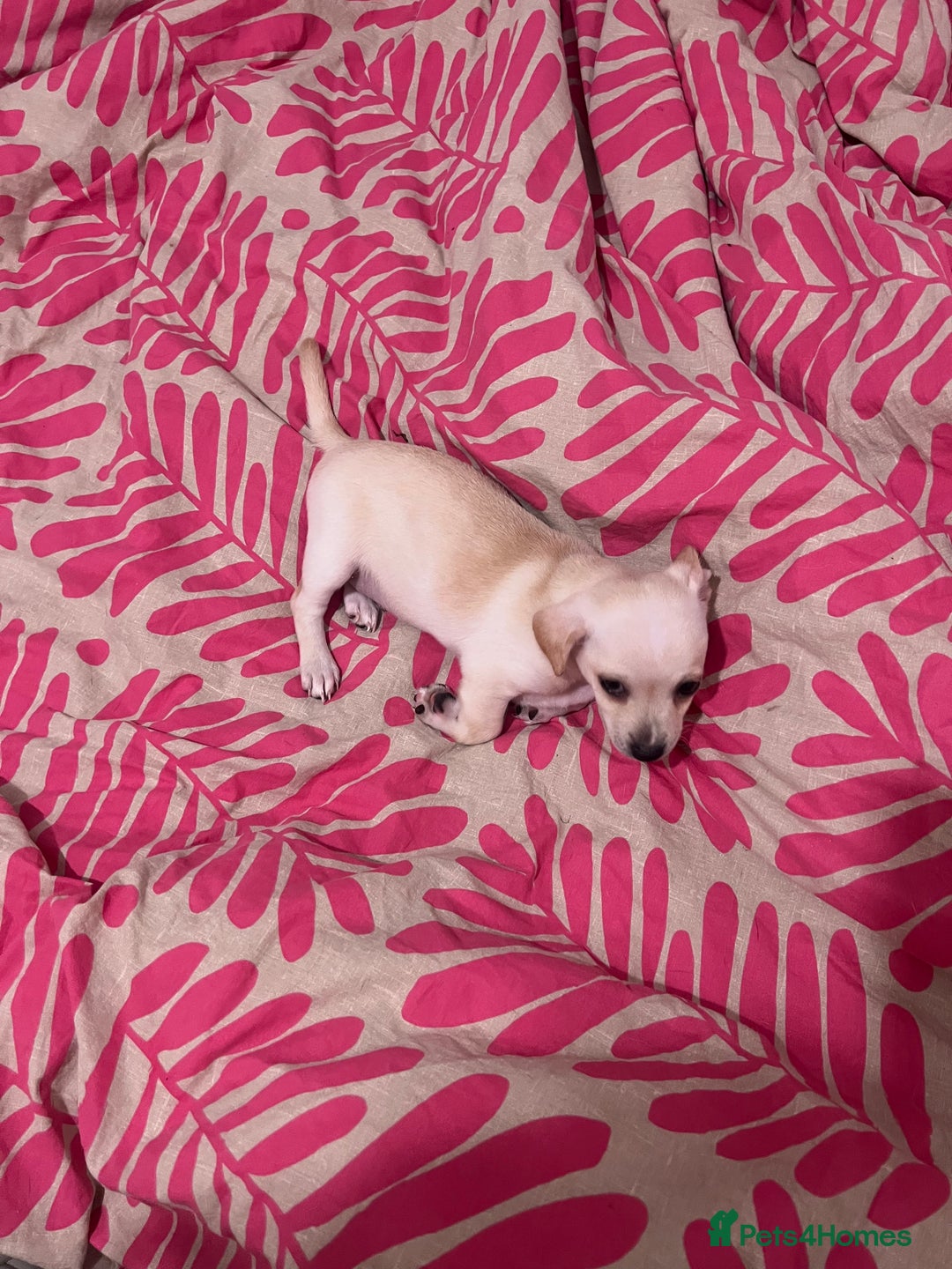 Mixed Breed dogs for sale: 2 Beautiful chihuahua boys needing a loving home  - Advert 7